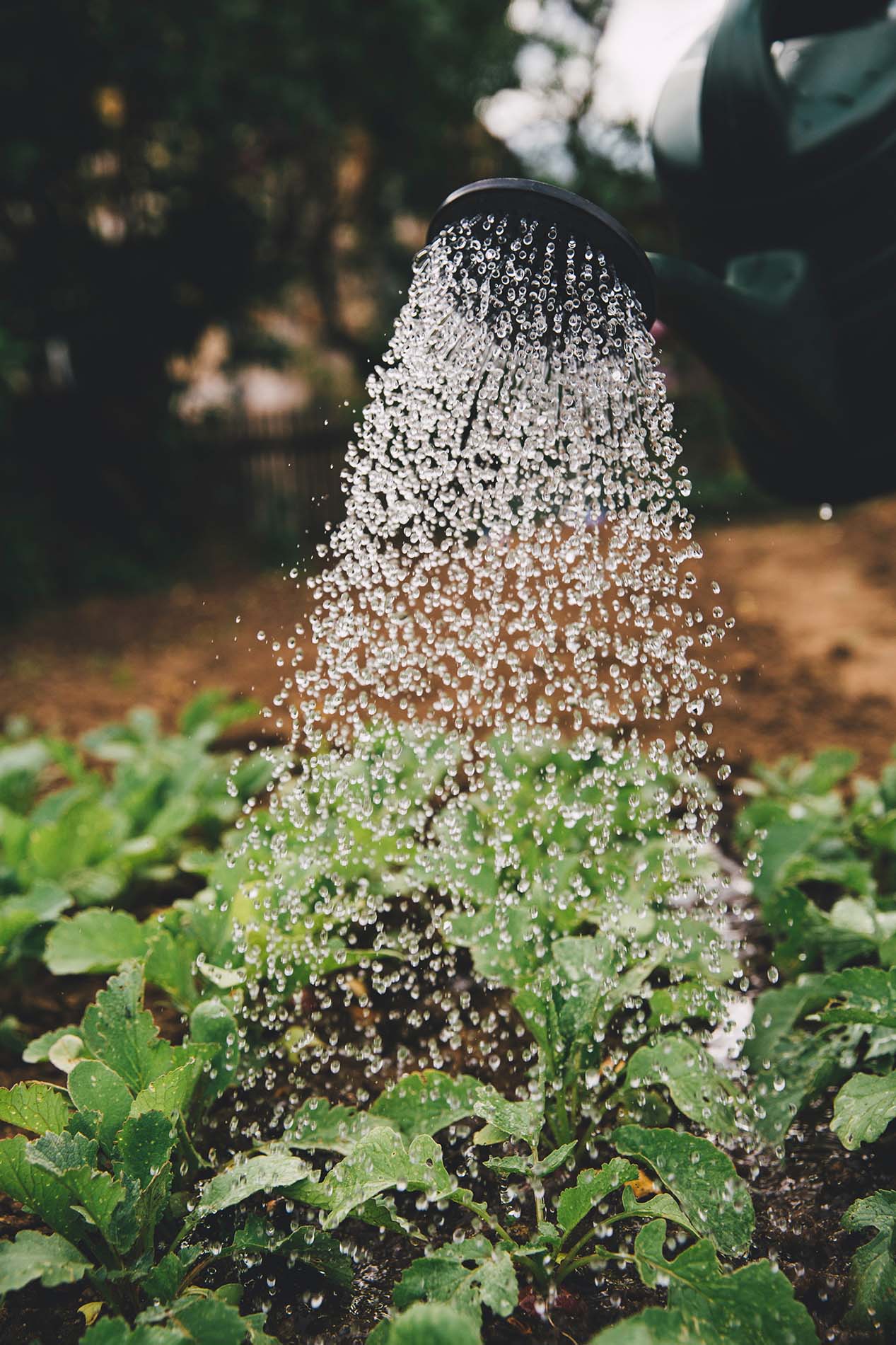 Is Bong Water Good For Plants?